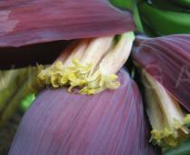 Musa x paradisiaca - Flowers - Click to enlarge!
